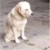 Reações do cão 9