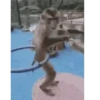 MACAQUINHO GIF 7