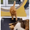 Gatos entre TAPAS&BEIJOS 30