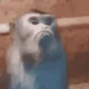 MACAQUINHO GIF 17