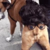 Perros animados (sticker.fan) 10