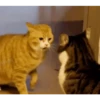 Gatos entre TAPAS&BEIJOS 17