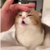 Gatos Tiktok😺 11