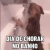 🐕 Coitadolândia de Cachorrinho 7