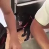 Reações do cão 5