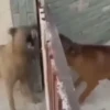 Doguinhos + reações 🐾 11
