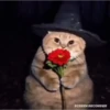 Gatos tiktok  7