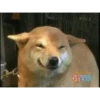 Reações do cão 6