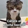 Gatitos Locos 2😼 13