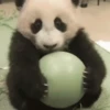 🐼 PANDA MIX 🐼 12