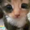 Kucing GIFs 11
