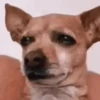 🐕 Coitadolândia de Cachorrinho 10