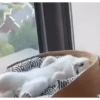 Reações E FoFuRaS 17