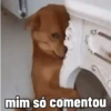 🐕 Coitadolândia de Cachorrinho 14
