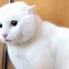 GATINHOS ANIMADOS 10