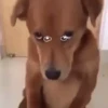 🐕 Coitadolândia de Cachorrinho 8