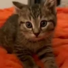 Gatos Tiktok😺 10