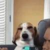 🙈Perritos de todo🙈 8