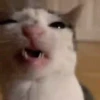 Gatitos memes 1.0😻 15