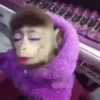 MACAQUINHO GIF 13