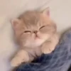 Gatos Tiktok😺 15