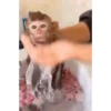 MACAQUINHO GIF 6