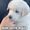 🐕 Coitadolândia de Cachorrinho 9