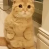Loving kittens 14