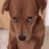 Doguinhos + reações 🐾 20