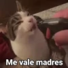 Gatitos Locos 2😼 6