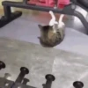 Memes academia 🏋️💪 10