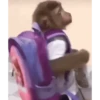 Macaquinho vida Loka 🫨 15