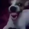 Doguinhos + reações 🐾 30