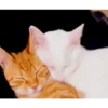 Gatos entre TAPAS&BEIJOS 8