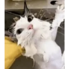 Am♥️PETS 7