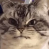 Loving kittens 13