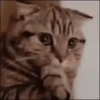 Gatos~ᓚᘏᗢ 5