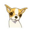 Chihuahua te responde 🐶📩 13