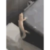 Lagarto 🦎 5