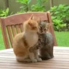 ﹒🩵˙﹟Gatitos﹗© ivanbu 26