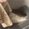 Más y más gatos 👌😿 12