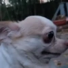 Perritos para el chat🐶 9