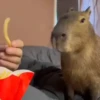 Capivara. | @ocenferios  Haki. 5