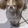 Perritos para el chat🐶 10