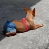 Dogs. | @ocenferios  Haki. 8