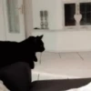 Funny cats black🐈‍⬛🐈‍⬛🐈‍⬛ 5
