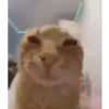 🌈🐈Reaccion Gatos Pal Chat🐈🌈 6