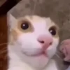 Animated Cats 😺🎉 19