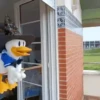 Pato Gifs 🦆 19