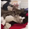 Kucing 17